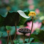 Nachhaltiger Gartenteich im Miniaturformat: Ein Leitfaden für den Wohnbalkon