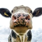 Einzigartige Wandgestaltungen mit Moos: Natürlicher Touch für Ihr Zuhause