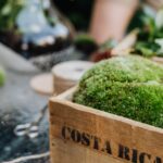 Wie futuristische Gartenmöbel aus Moos die Outdoor-Oase revolutionieren